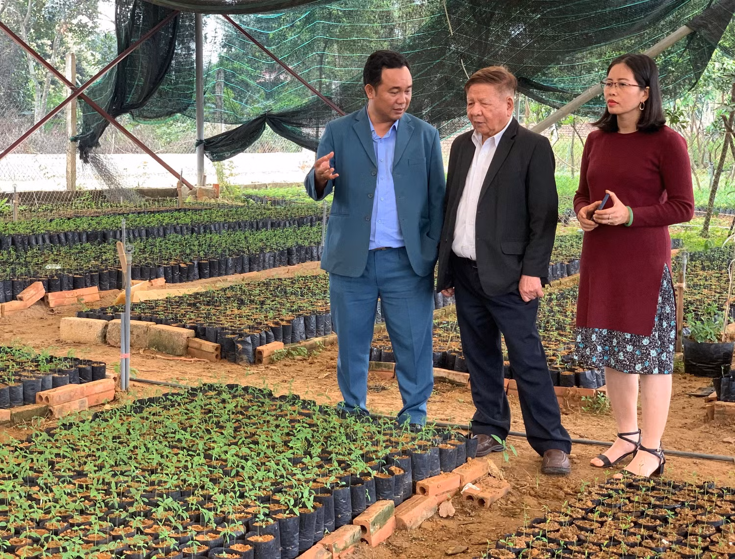 Vườn ươm của Viện nghiên cứu đàn hương và thực vật quý hiếm tại khu công nghệ cao Hòa Lạc (ảnh: Thùy Linh)