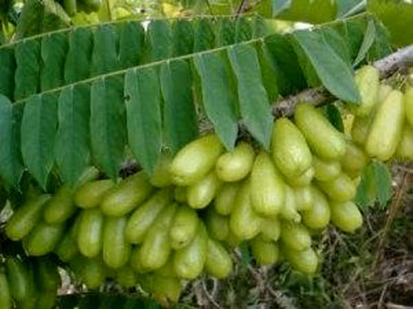 3. Canh chua Nam Bộ Chẳng giống với canh chua miền Trung hay miền Bắc, canh chua Nam Bộ có hương vị riêng vừa ngọt vừa chua đậm đà. Bất cứ thứ lá, thứ quả nào có vị chua cũng được bà nội trợ Nam Bộ cho vào món canh chua của mình từ lá me non đến trái me chín, từ trái chanh to đến quả tắc nhỏ rồi nào bần chín, khế tây hay trái giác.. .tất cả đều hợp vị. (Ảnh: Khế tây làm hương vị món canh thêm khác lạ).
