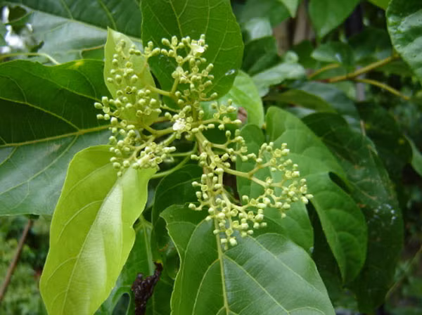 6. Lươn um lá cách Cây cách gắn liền với cuộc sống của người dân Nam bộ với các món ăn được sáng tạo có lẽ ngay từ thời khai hoang, mở đất.
