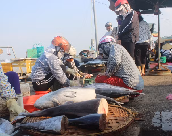 Cá biển đánh bắt xa bờ bán chạy, hết hàng ảnh 4 Cá biển đánh bắt xa bờ bán chạy, hết hàng ảnh 4