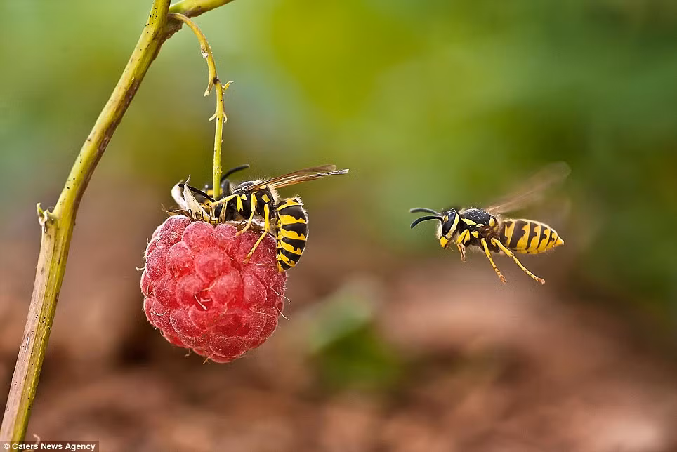 Irina dụ dỗ các loài côn trùng bằng các loại thực phẩm ngọt như quả mâm xôi.