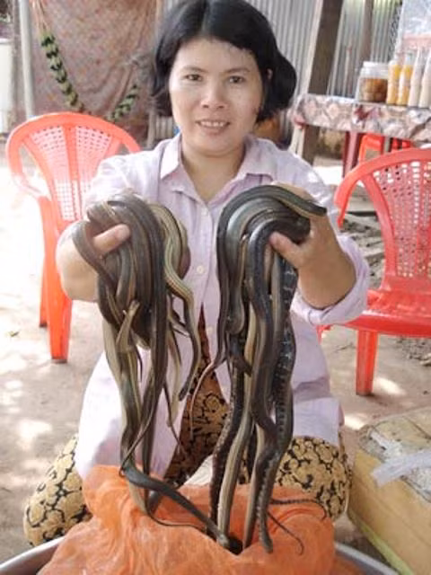 Mùa nước nổi, là lúc người dân mưu sinh nhờ săn bắt rắn