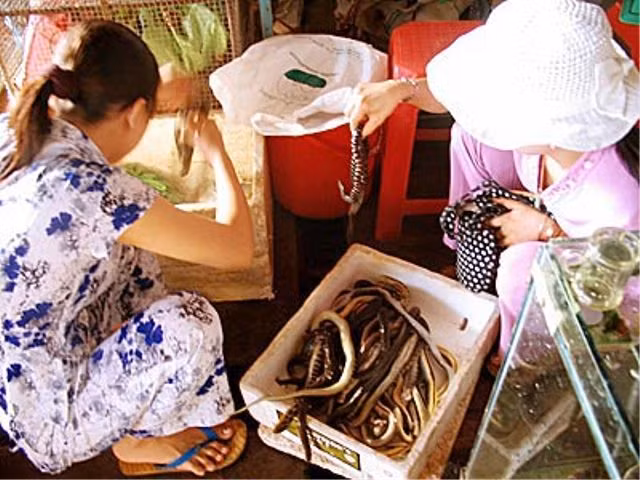 Trong số đó còn có nhiều loại rắn độc