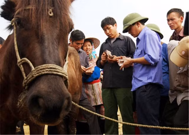 Đếm tiền trả cho nhau, mỗi con ngựa tùy theo to nhỏ có thể từ 5-10 triệu đồng.