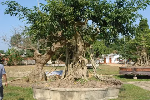 Toàn cảnh cây "Ngai vàng". Toàn cảnh cây "Ngai vàng".