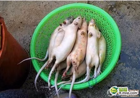 Hình dạng của các chú chuột sau khi vừa dội nước sôi và tuốt lông.
