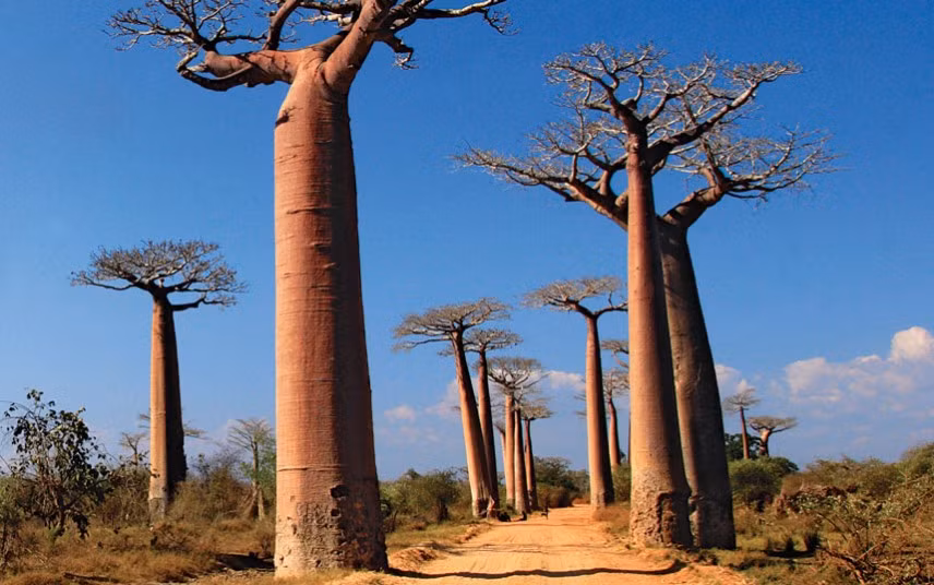 Malagasy Baobabs: Thánh đường của những cây Baobabs nổi tiếng tại Menabe, Madagascar. Ảnh: Imagebroker / Alamy