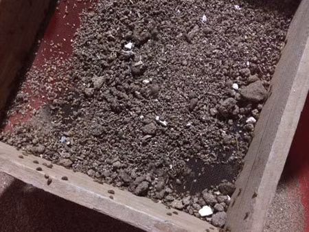 Gián đất thành phẩm có giá 175.000 đồng/kg. Gián đất thành phẩm có giá 175.000 đồng/kg.
