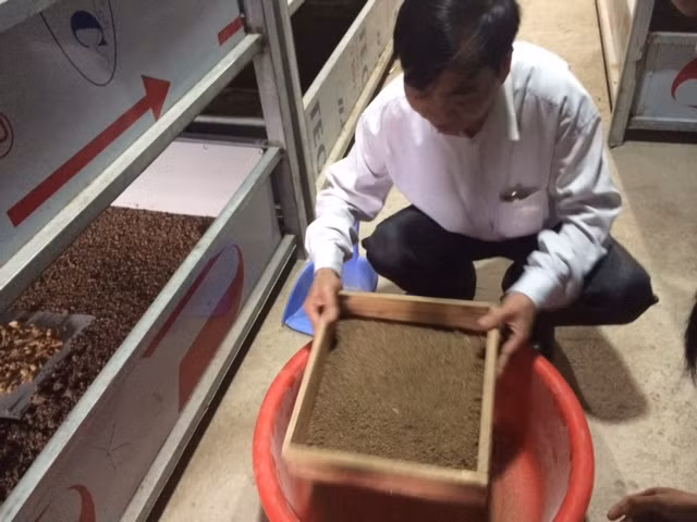 Ông Nguyễn Đình Nguyên đang sàng đất để kiểm tra độ phát triển của gián đất Ông Nguyễn Đình Nguyên đang sàng đất để kiểm tra độ phát triển của gián đất