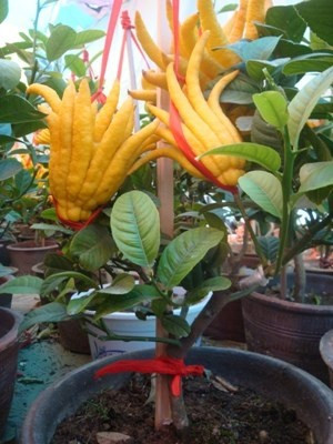 Cây nhỏ giá dao động từ 1,5 - 3 triệu đồng/cây. Cây nhỏ giá dao động từ 1,5 - 3 triệu đồng/cây.
