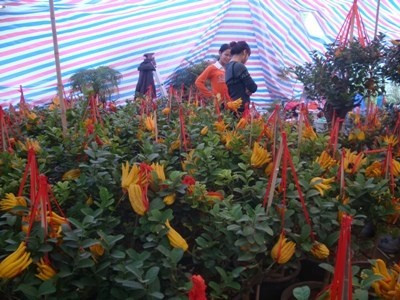 Nhiều người đã đặt tiền trước để chọn cây đẹp. Nhiều người đã đặt tiền trước để chọn cây đẹp.