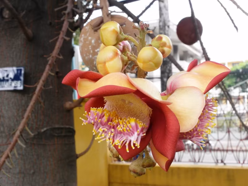 Cánh hoa Sala nở muộn trong ngày rằm tháng 7.