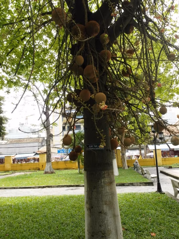 Những trái Sala tròn lủng lẳng ngộ ngỉnh.