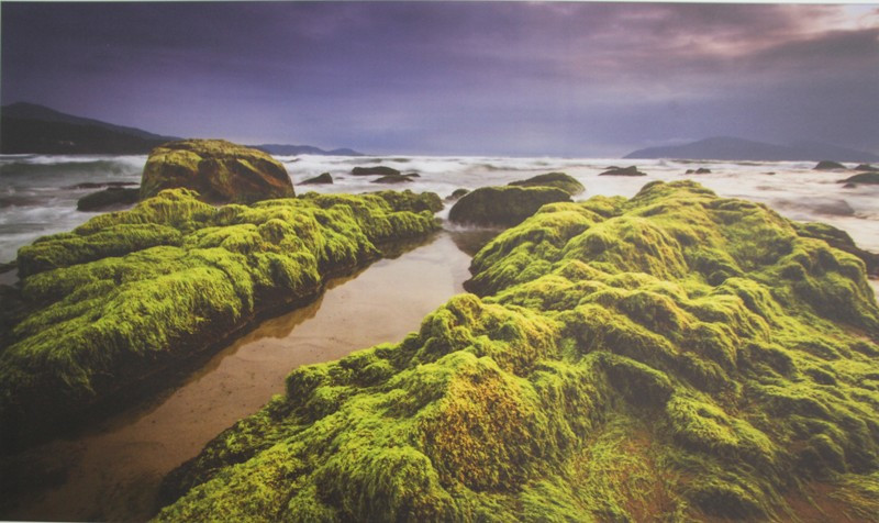 "Rêu cổ thạch Nam Ô" của tác giả Nguyễn Đăng Đệ
