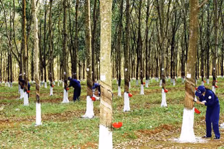 Vườn cao su 170 tỷ đồng mà bà Nguyễn Phương Hằng có ý định tặng cho bộ đội Trường Sa, đã làm chồng cũ dính vào vòng lao lý. (Ảnh minh họa) Vườn cao su 170 tỷ đồng mà bà Nguyễn Phương Hằng có ý định tặng cho bộ đội Trường Sa, đã làm chồng cũ dính vào vòng lao lý. (Ảnh minh họa)