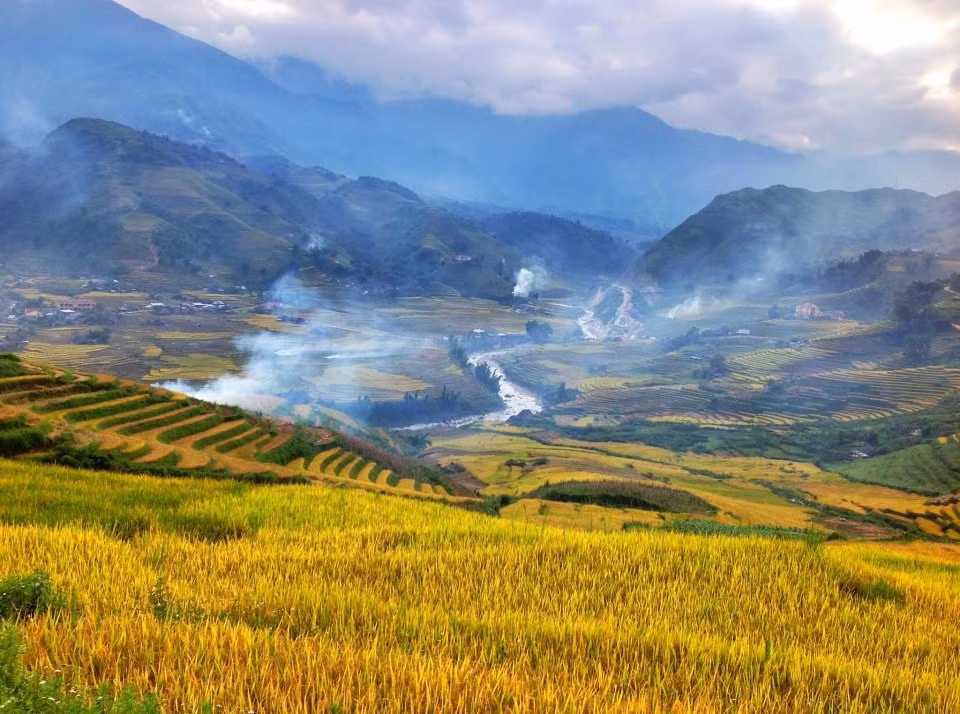 Đâu đâu cũng 1 màu vàng của lúa. Đâu đâu cũng 1 màu vàng của lúa.