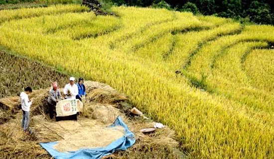 Cảnh thu hoạch của bà con vùng cao. Cảnh thu hoạch của bà con vùng cao.