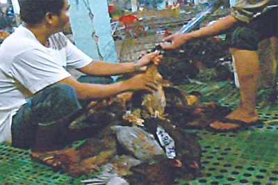 Bơm vào diều gà
