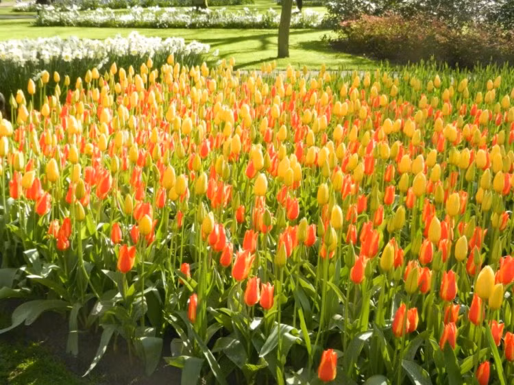 Keukenhof là địa điểm nổi tiếng trên thế giới có nhiều loại hoa được trưng bày từ 60 năm nay Đây cũng là điểm tham quan thu hút nhiều du khách đến thưởng ngoạn và cảm nhận không khí mùa xuân vào dịp cuối tuần Tulip – loài hoa biểu tượng cho đất nước Hà Lan với muôn sắc màu, từ trắng, hồng, vàng, cam, đỏ, tím …Ai chứng kiến vẻ đẹp nơi này đều tự hỏi " liệu hoa Tulip thực sự có bao nhiêu màu..." Xem thêm: Danh sách 100 trường Đại học xuất sắc nhất thế giới (P1)/