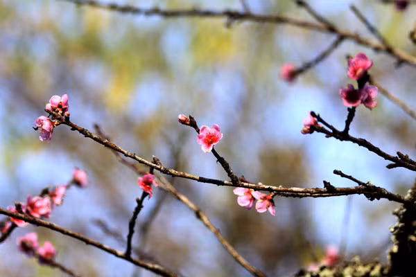 Những cánh hoa đào thắm khoe sắc rực rỡ trong cái nắng sớm của những ngày đầu đông.