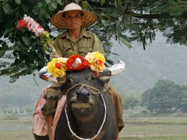 Người đàn ông thong thả cưỡi trâu trên con đường làng ở Hoa Lư (Ninh Bình).