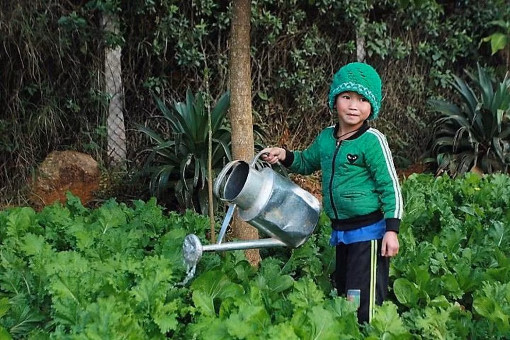 Những luống rau xanh mướt phục vụ bữa ăn ngày Tết cho học sinh (Ảnh:V.N)