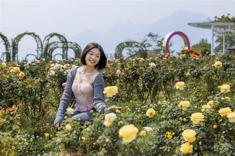 Không chỉ có hoa Đỗ quyên, đến Sun World Fansipan Legend (Sa Pa) dịp này, du khách còn được đắm chìm vào thiên đường hoa đủ loại với những vườn hoa hồng đủ màu sắc, hoa Anh đào rực rỡ hay hàng nghìn bông hoa rum trắng muốt…