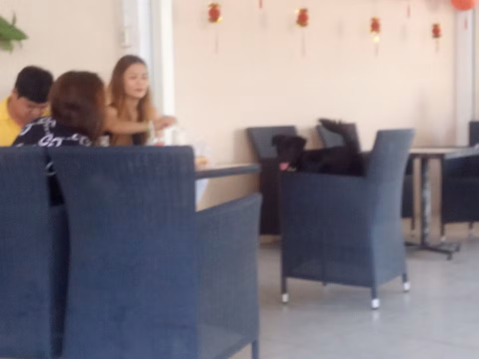 Chú chó đã được cưng chiều quá thái ở nơi đông người (Ảnh: Thanh An)