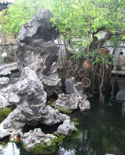 Cây sanh do Ngô Đình Cẩn trồng nay thuộc sở hữu của vợ chồng ông Sự - bà Oanh.