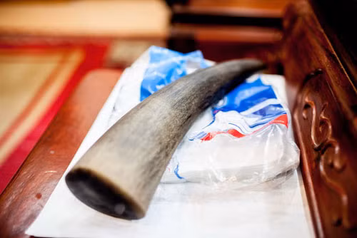 Chiếc sừng tê giác này được nhiếp ảnh gia Mỹ chụp tại một gia đình ở Hà Nội. Chỉ có các nhà khoa học mới xác định được nó là hàng xịn hay dỏm.