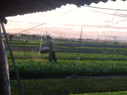 Để có tiền đóng cho nhà trường, phụ huynh em L. phải tần tảo sớm hôm trồng rau kiếm từng đồng.