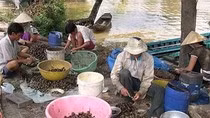 Giáo sư Nguyễn Lân Dũng nói về sự nguy hiểm của Tôm hùm đất ảnh 4 Giáo sư Nguyễn Lân Dũng nói về sự nguy hiểm của Tôm hùm đất ảnh 4