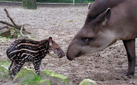 Con lợn nòi Nando đi ra ngoài ánh nắng mặt trời với mẹ Peggy ở sở thú tại Jaderberg, Đức. Con lợn nòi Nando đi ra ngoài ánh nắng mặt trời với mẹ Peggy ở sở thú tại Jaderberg, Đức.