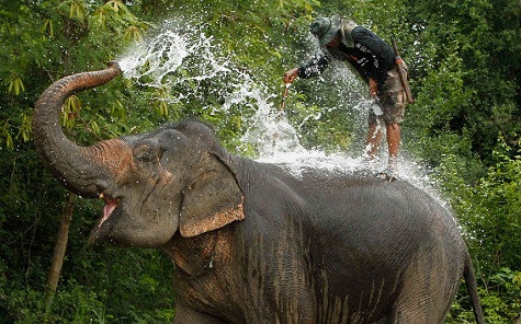 Voi phun nước lên trên người ở thị trấn nghỉ mát Hua-Hin, Thái Lan. Voi phun nước lên trên người ở thị trấn nghỉ mát Hua-Hin, Thái Lan.