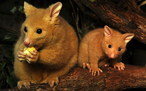 Một con chuột túi 5 tháng tuổi đang ngồi gần mẹ mình, Cascade, ở sở thú Wild Life tại Sydney. Một con chuột túi 5 tháng tuổi đang ngồi gần mẹ mình, Cascade, ở sở thú Wild Life tại Sydney.