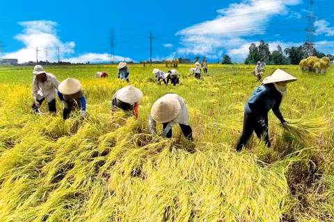 Bản thể Việt là gì? ảnh 5 Bản thể Việt là gì? ảnh 5