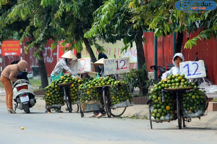 Cô Hoài, một người bán hoa quả tại chợ Cầu Giấy cho biết, không khó để phân biệt cam sành Sài Gòn hàng Việt Nam và cam Trung Quốc “đội lốt” cam Hà Giang. Cụ thể, cam sành màu xanh, vỏ hơi dày, có nhiều hạt, quả khá to, nặng tay, hơi dẹt. Còn ngược lại, loại cam Trung Quốc giá “bèo” bán tràn lan ngoài đường quả không quá to, vỏ mỏng, trơn láng, đặc biệt bổ ra sẽ không có hạt.