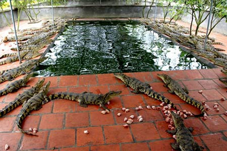 Nuôi thú độc, lạ Nuôi chó Tây, chim hiếm, cá cảnh độc… giờ đây đã không còn thể hiện được đẳng cấp nữa. Đại gia bây giờ là phải nuôi trăn khổng lồ, rắn cực độc, gấu, hổ, cá sấu… Các đại gia đua nhau săn lùng những con thú lạ, thú độcTrong nước không có thì đánh mối bên Lào, Campuchia, Ấn Độ… làm sao càng dữ, càng “độc” thì mới thể hiện được đẳng cấp. Nhiều đại gia chấp nhận ra ngoại ô, cất biệt thự vườn, mở trang trại mini và tậu cho được những con thú lạ Với danh sách những “vật nuôi” kể trên, con số trăm triệu đồng phải bỏ ra là điều không khó tưởng tượng, đó là chưa kể đến các khoản chuồng trại, thức ăn và một đội ngũ chăm sóc, trông nom, dạy dỗ “thú cưng”… đi kèm. Nuôi thú độc, lạ Nuôi chó Tây, chim hiếm, cá cảnh độc… giờ đây đã không còn thể hiện được đẳng cấp nữa. Đại gia bây giờ là phải nuôi trăn khổng lồ, rắn cực độc, gấu, hổ, cá sấu… Các đại gia đua nhau săn lùng những con thú lạ, thú độcTrong nước không có thì đánh mối bên Lào, Campuchia, Ấn Độ… làm sao càng dữ, càng “độc” thì mới thể hiện được đẳng cấp. Nhiều đại gia chấp nhận ra ngoại ô, cất biệt thự vườn, mở trang trại mini và tậu cho được những con thú lạ Với danh sách những “vật nuôi” kể trên, con số trăm triệu đồng phải bỏ ra là điều không khó tưởng tượng, đó là chưa kể đến các khoản chuồng trại, thức ăn và một đội ngũ chăm sóc, trông nom, dạy dỗ “thú cưng”… đi kèm.