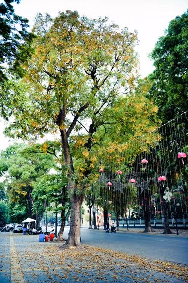 Một cây sấu già vàng đượm lá trên phố Điện Biên Phủ. Một cây sấu già vàng đượm lá trên phố Điện Biên Phủ.