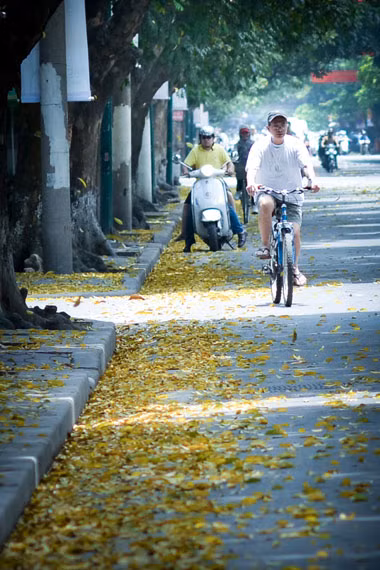Cây sấu gắn với những con đường Hà Nội và làm nên một đặc trưng riêng cho mảnh đất Hà Thành. Cây sấu gắn với những con đường Hà Nội và làm nên một đặc trưng riêng cho mảnh đất Hà Thành.