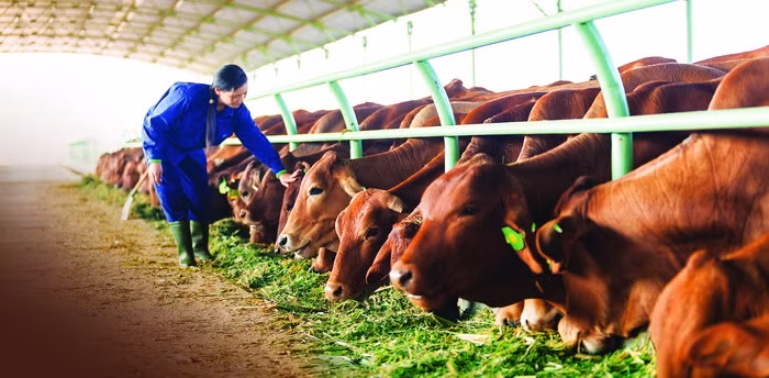 Chăn nuôi bò thịt được xem là “mỏ vàng” mang về cho Hoàng Anh Gia Lai phần lớn doanh thu và lợi nhuận - ảnh nguồn HAG