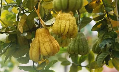 Quả phật thủ.