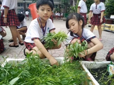 Các em thực hành thu hoạch rau. (Ảnh: Nhà trường cung cấp)