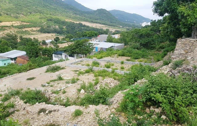 Rừng cây trên núi Cô Tiên – Nha Trang (Ảnh mạng xã hội)
