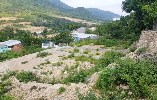 Rừng cây trên núi Cô Tiên – Nha Trang (Ảnh mạng xã hội)