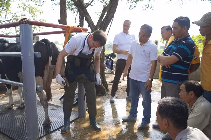 Chủ đề của chương trình tập huấn 2018 tập trung vào kỹ thuật chăm sóc móng cho bò sữa.