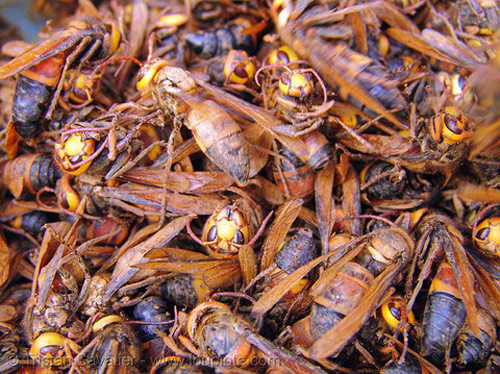 Bày bán ong vò vẽ sống ở Cao Bằng.
