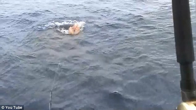 Một trong hai con cá mập hổ lao tới xẻ thịt con cá marlin.