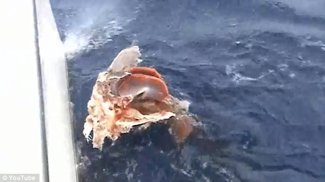 Con cá 300 kg chỉ còn lại cái đầu.