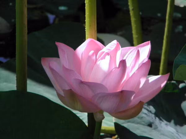 Sen nở rộ tại Nga Sen nở rộ tại Nga